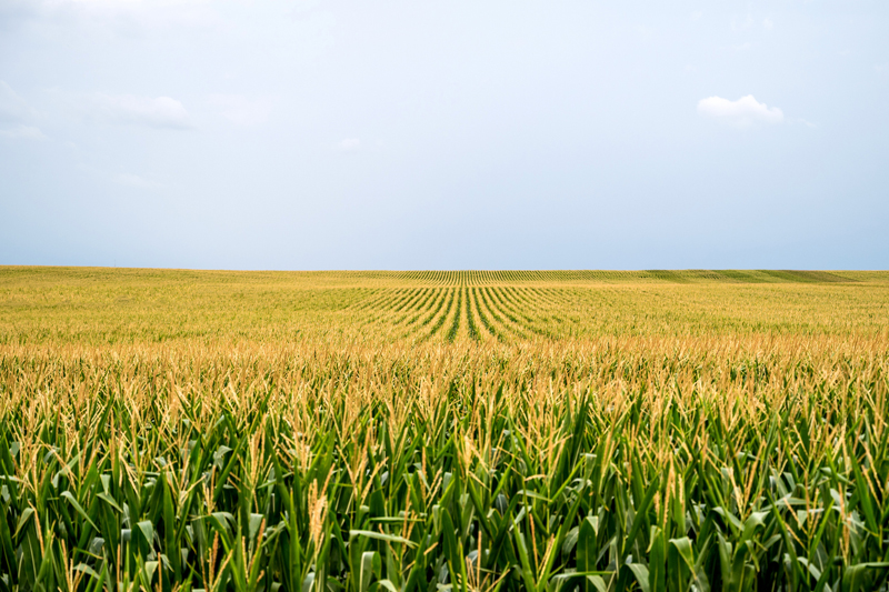 Investing in Barry County: Balancing Residential, Farm, and Acreage Opportunities